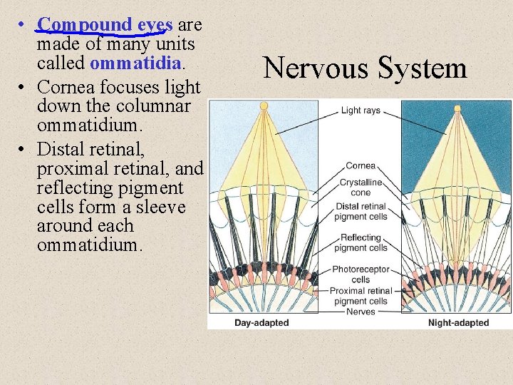  • Compound eyes are made of many units called ommatidia. • Cornea focuses