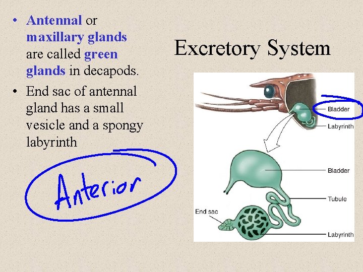  • Antennal or maxillary glands are called green glands in decapods. • End
