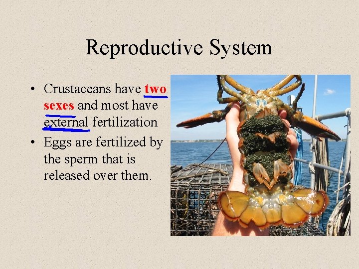 Reproductive System • Crustaceans have two sexes and most have external fertilization • Eggs
