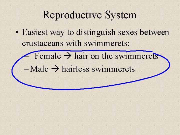 Reproductive System • Easiest way to distinguish sexes between crustaceans with swimmerets: – Female