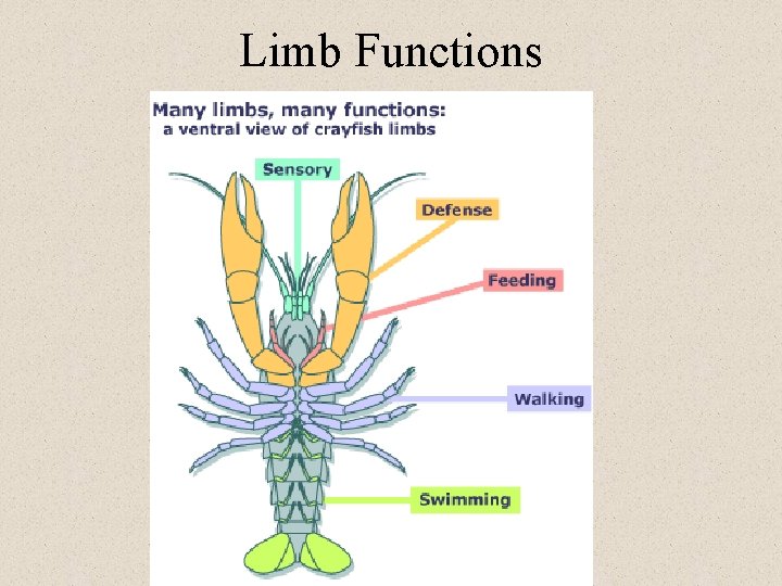 Limb Functions 