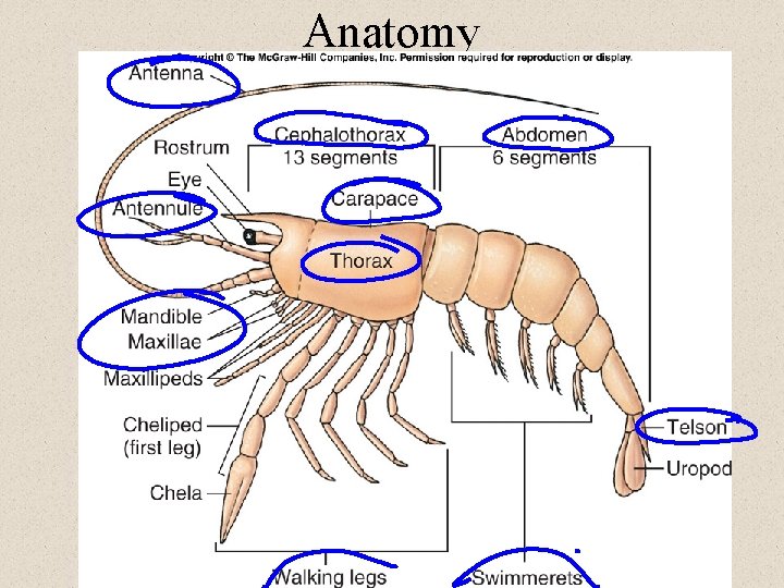 Bellwork 12022013 1 The tube feet of echinoderms