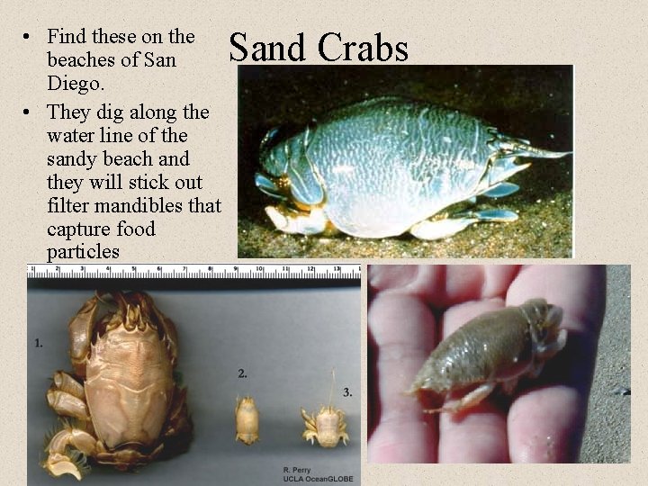  • Find these on the beaches of San Diego. • They dig along
