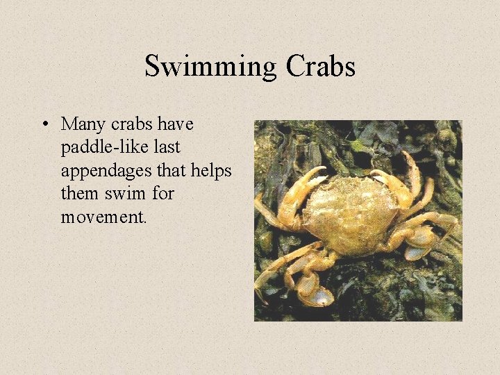 Swimming Crabs • Many crabs have paddle-like last appendages that helps them swim for