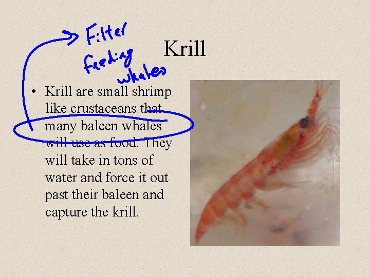 Krill • Krill are small shrimp like crustaceans that many baleen whales will use