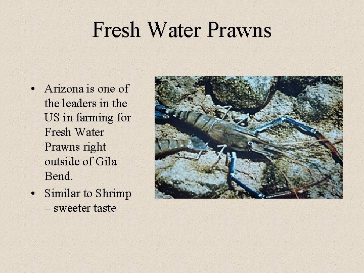 Fresh Water Prawns • Arizona is one of the leaders in the US in