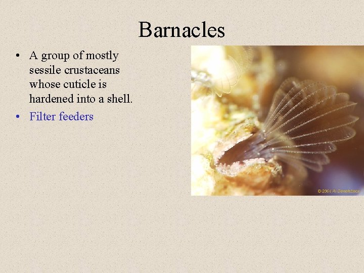 Barnacles • A group of mostly sessile crustaceans whose cuticle is hardened into a