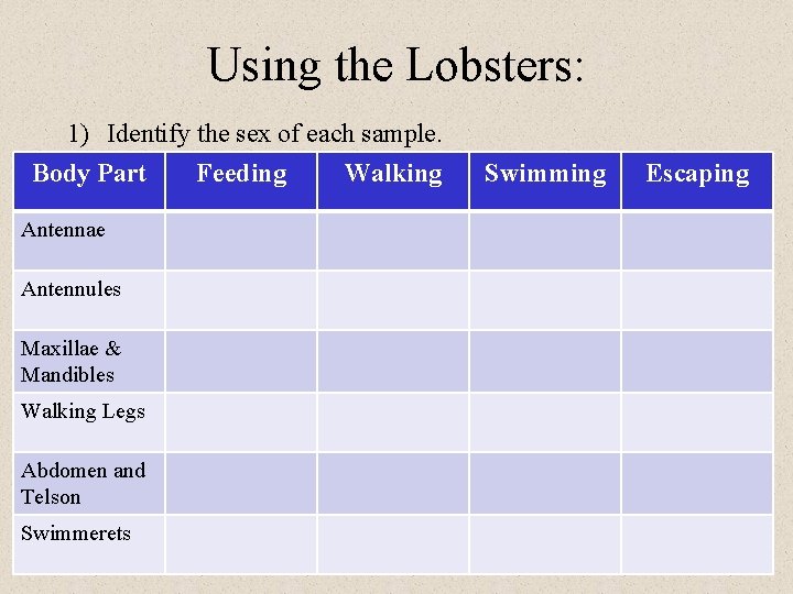Using the Lobsters: 1) Identify the sex of each sample. Body Part Feeding Walking