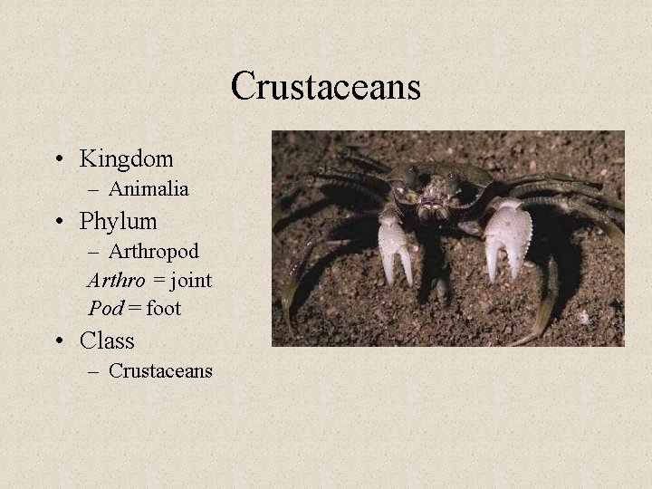 Crustaceans • Kingdom – Animalia • Phylum – Arthropod Arthro = joint Pod =