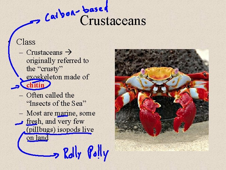 Crustaceans • Class – Crustaceans originally referred to the “crusty” exoskeleton made of chitin