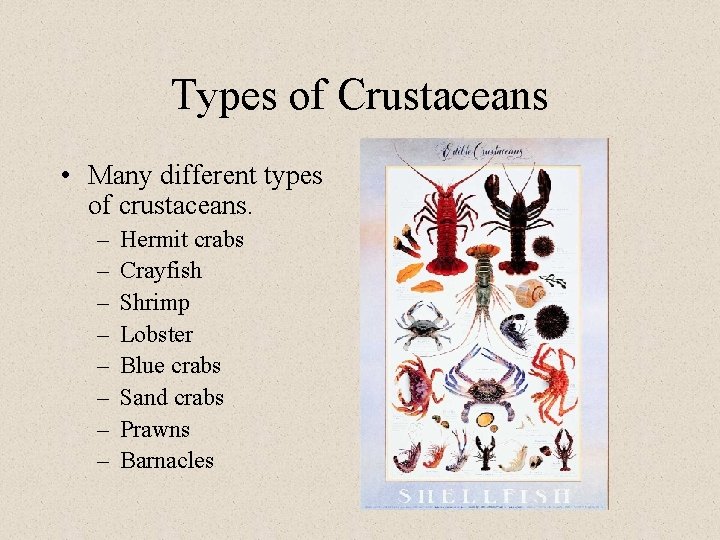 Types of Crustaceans • Many different types of crustaceans. – – – – Hermit