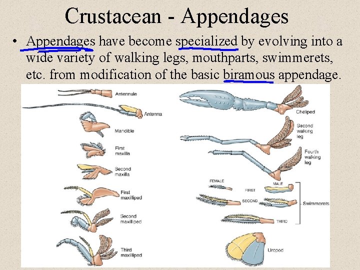 Crustacean - Appendages • Appendages have become specialized by evolving into a wide variety
