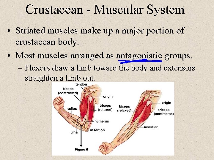 Crustacean - Muscular System • Striated muscles make up a major portion of crustacean