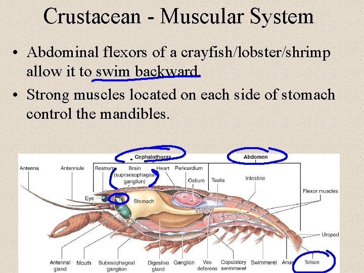 Crustacean - Muscular System • Abdominal flexors of a crayfish/lobster/shrimp allow it to swim