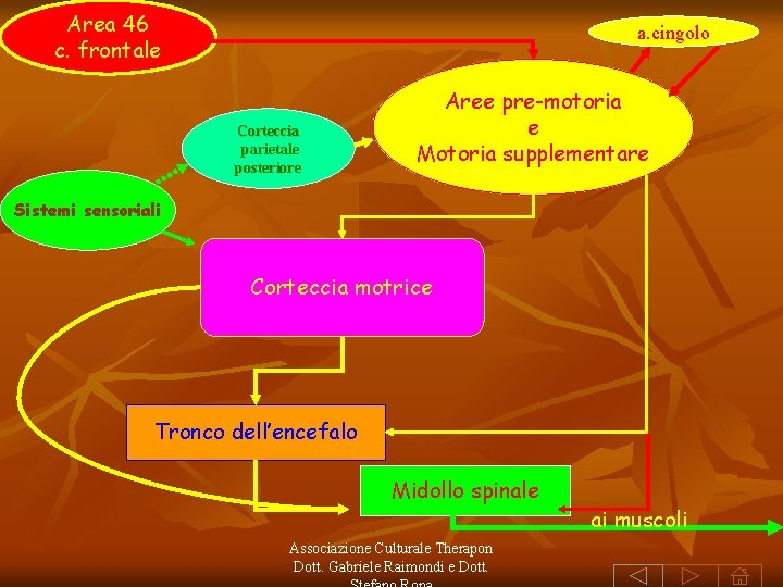 Area 46 c. frontale a. cingolo Corteccia parietale posteriore Aree pre-motoria e Motoria supplementare