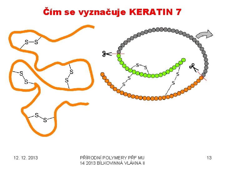 Čím se vyznačuje KERATIN 7 12. 2013 PŘÍRODNÍ POLYMERY PŘF MU 14 2013 BÍLKOVINNÁ