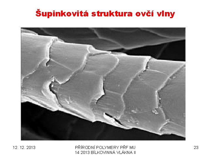 Šupinkovitá struktura ovčí vlny 12. 2013 PŘÍRODNÍ POLYMERY PŘF MU 14 2013 BÍLKOVINNÁ VLÁKNA