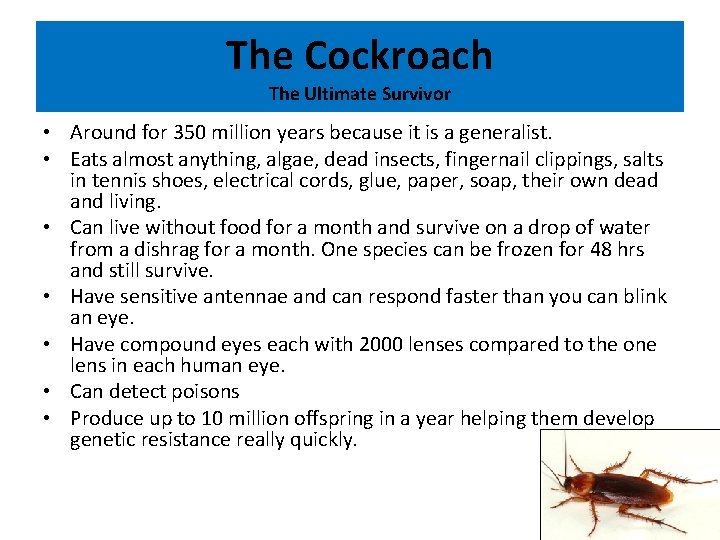 The Cockroach The Ultimate Survivor • Around for 350 million years because it is