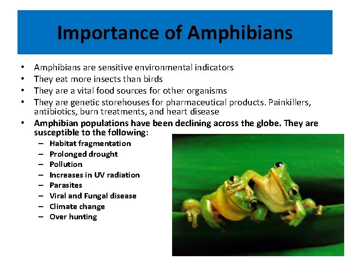 Importance of Amphibians are sensitive environmental indicators They eat more insects than birds They