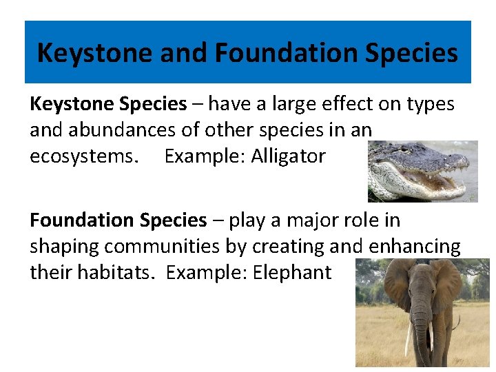 Keystone and Foundation Species Keystone Species – have a large effect on types and