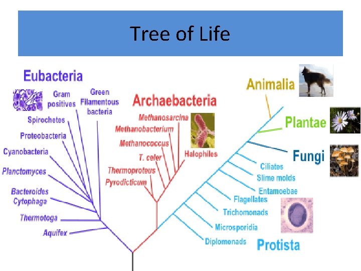 Tree of Life 