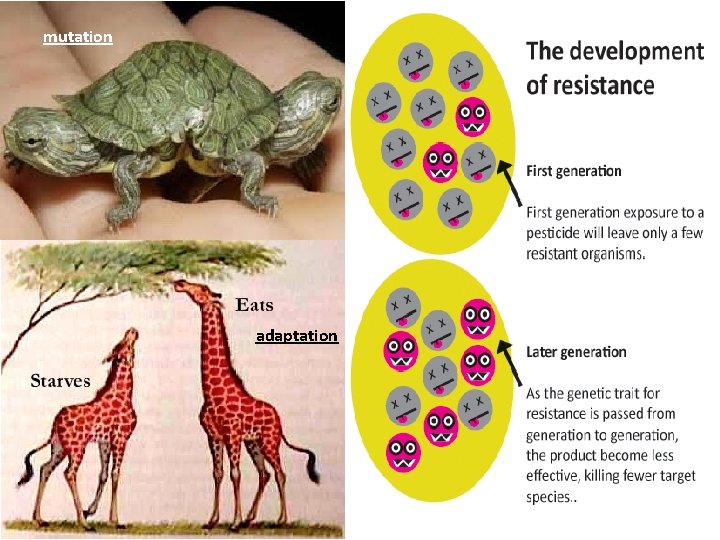 mutation adaptation 