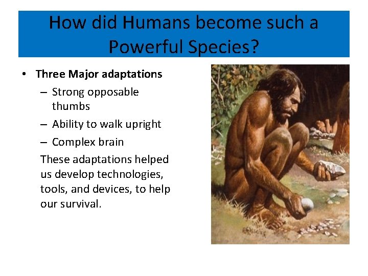 How did Humans become such a Powerful Species? • Three Major adaptations – Strong