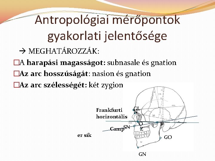 Antropológiai mérőpontok gyakorlati jelentősége MEGHATÁROZZÁK: �A harapási magasságot: subnasale és gnation �Az arc hosszúságát: