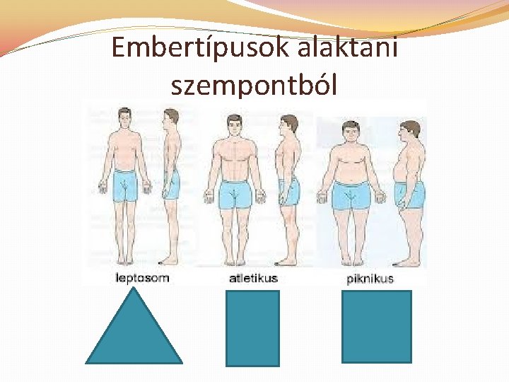Embertípusok alaktani szempontból 
