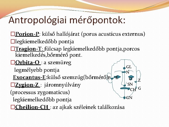 Antropológiai mérőpontok: �Porion-P: külső hallójárat (porus acusticus externus) �legkiemelkedőbb pontja �Tragion-T: fülcsap legkiemelkedőbb pontja,