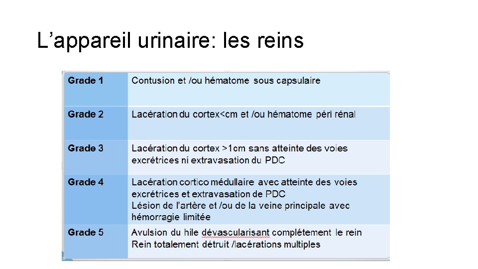 L’appareil urinaire: les reins 