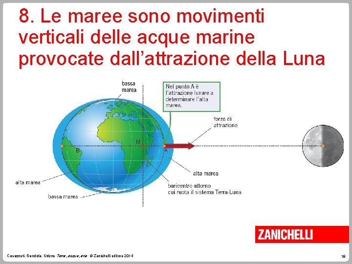 8. Le maree sono movimenti verticali delle acque marine provocate dall’attrazione della Luna Cavazzuti,