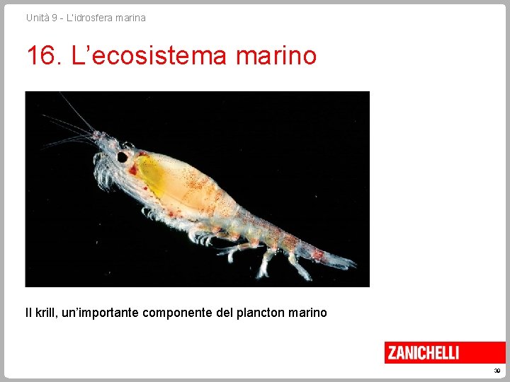 Unità 9 - L’idrosfera marina 16. L’ecosistema marino Il krill, un’importante componente del plancton