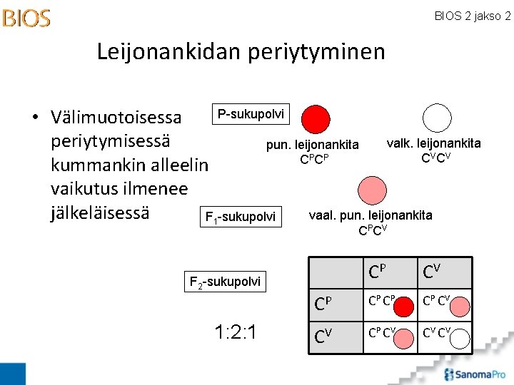 BIOS 2 jakso 2 Leijonankidan periytyminen P-sukupolvi • Välimuotoisessa periytymisessä valk. leijonankita pun. leijonankita