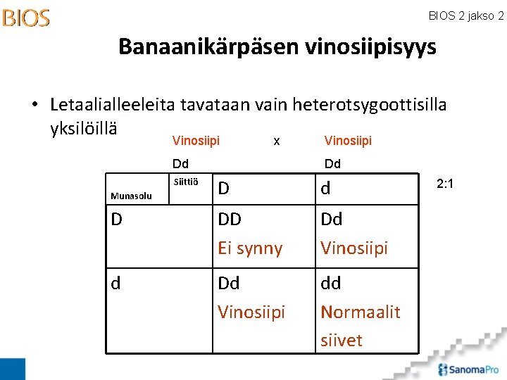 BIOS 2 jakso 2 Banaanikärpäsen vinosiipisyys • Letaalialleeleita tavataan vain heterotsygoottisilla yksilöillä Vinosiipi x