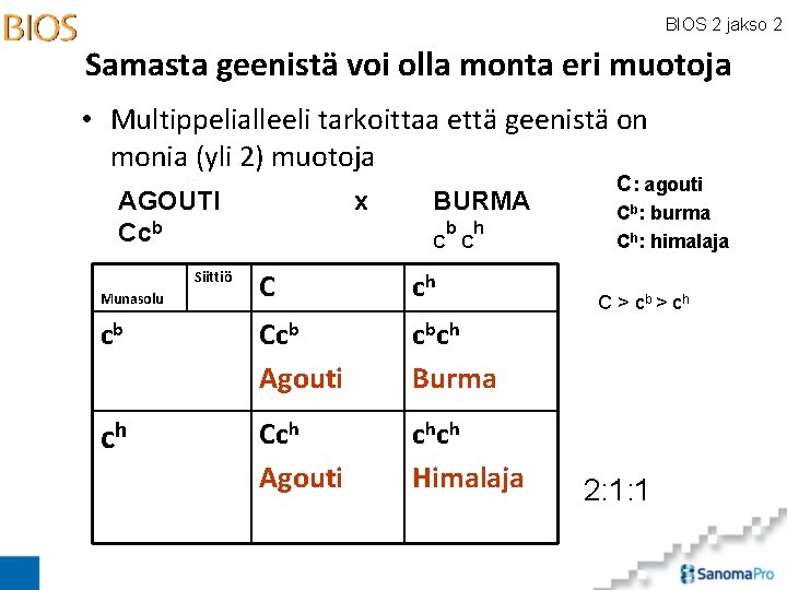BIOS 2 jakso 2 Samasta geenistä voi olla monta eri muotoja • Multippelialleeli tarkoittaa