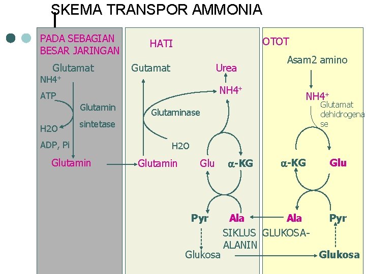 SKEMA TRANSPOR AMMONIA PADA SEBAGIAN BESAR JARINGAN Glutamat NH 4+ OTOT HATI Gutamat Urea