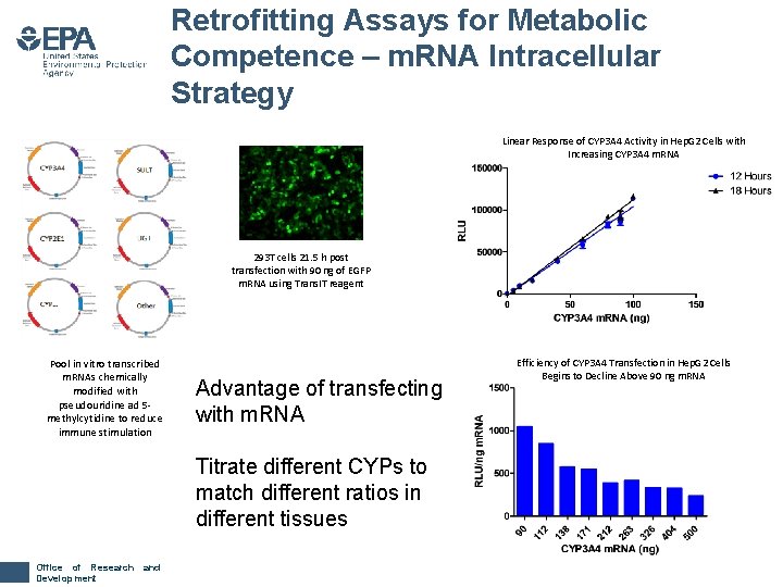 Retrofitting Assays for Metabolic Competence – m. RNA Intracellular Strategy Linear Response of CYP