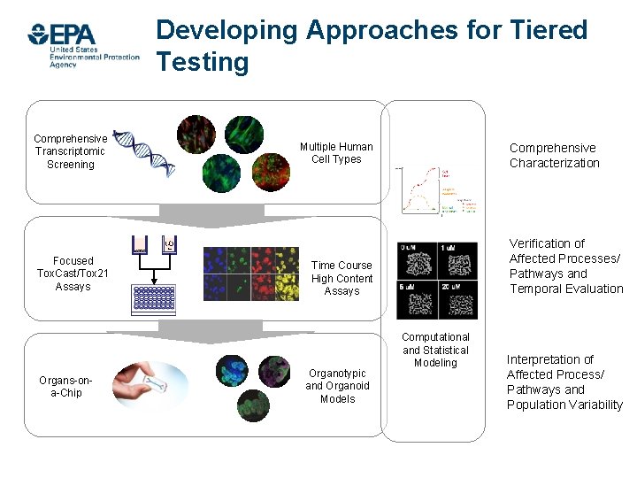 Developing Approaches for Tiered Testing Comprehensive Transcriptomic Screening Focused Tox. Cast/Tox 21 Assays Organs-ona-Chip