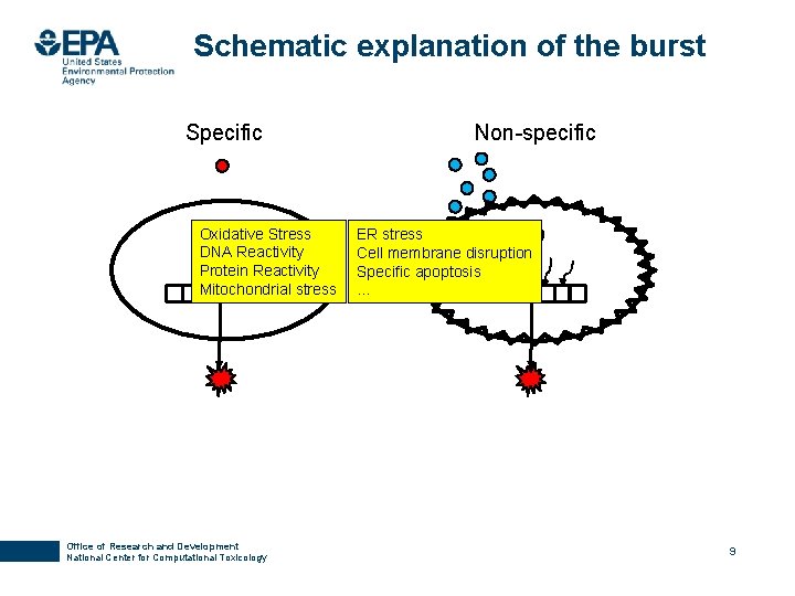 Schematic explanation of the burst Specific Oxidative Stress DNA Reactivity Protein Reactivity Mitochondrial stress