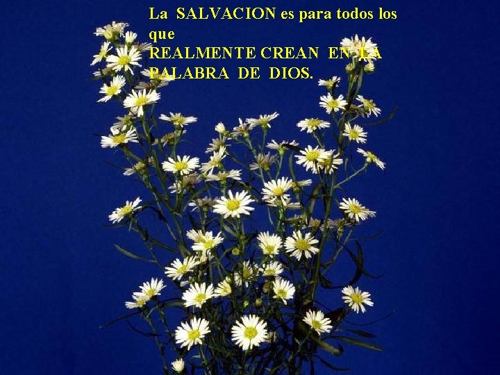 La SALVACION es para todos los que REALMENTE CREAN EN LA PALABRA DE DIOS.