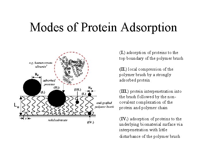 Modes of Protein Adsorption (I. ) adsorption of proteins to the top boundary of