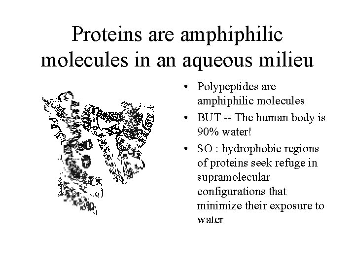 Proteins are amphiphilic molecules in an aqueous milieu • Polypeptides are amphiphilic molecules •