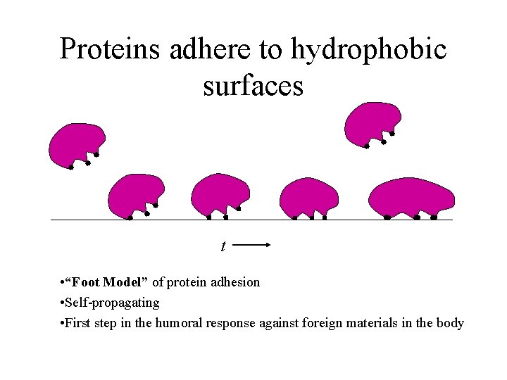 Proteins adhere to hydrophobic surfaces t • “Foot Model” of protein adhesion • Self-propagating