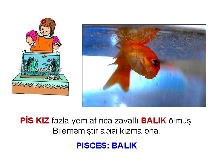 PİS KIZ fazla yem atınca zavallı BALIK ölmüş. Bilememiştir abisi kızma ona. PISCES: BALIK