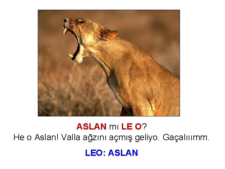 ASLAN mı LE O? He o Aslan! Valla ağzını açmış geliyo. Gaçalııımm. LEO: ASLAN