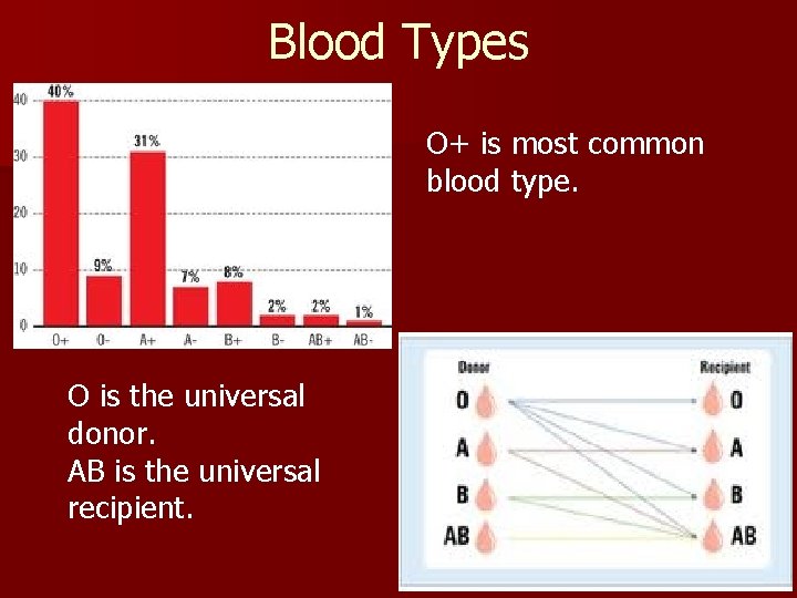 Blood Types O+ is most common blood type. O is the universal donor. AB