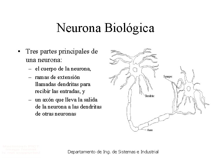 Neurona Biológica • Tres partes principales de una neurona: – el cuerpo de la