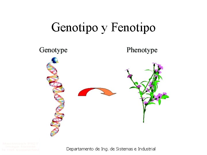 Genotipo y Fenotipo Departamento de Ing. de Sistemas e Industrial 