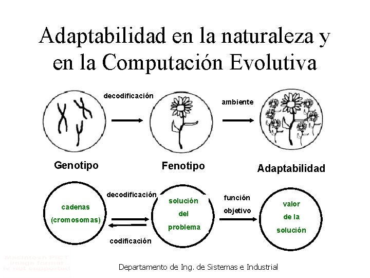 Adaptabilidad en la naturaleza y en la Computación Evolutiva decodificación Genotipo ambiente Fenotipo decodificación